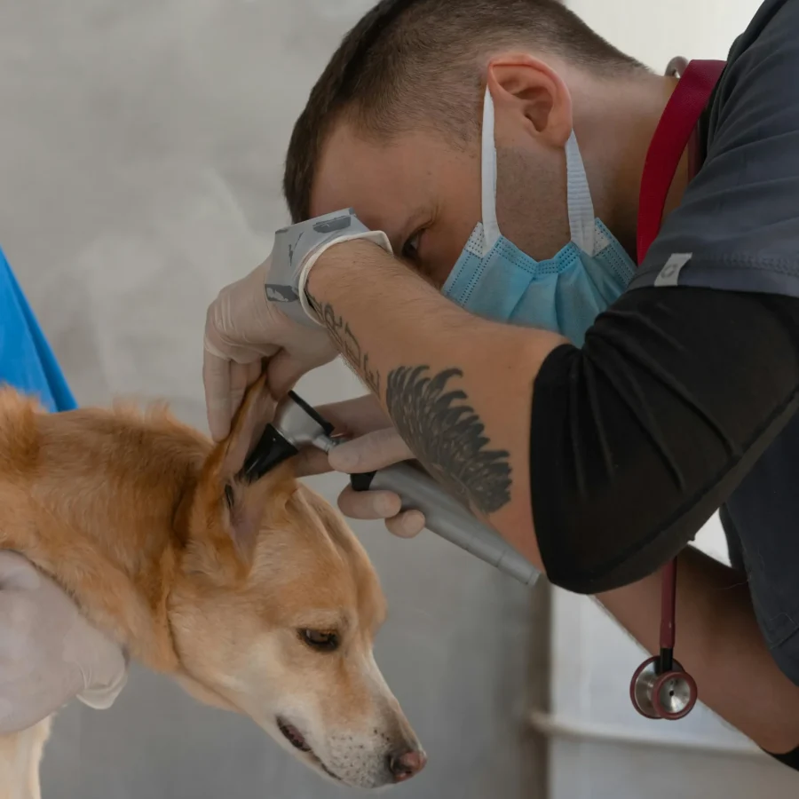 veterinario